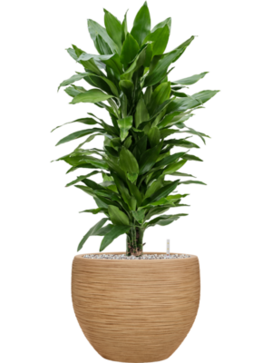 tDracaena fragrans 'Janet Lind' en Baq Dune