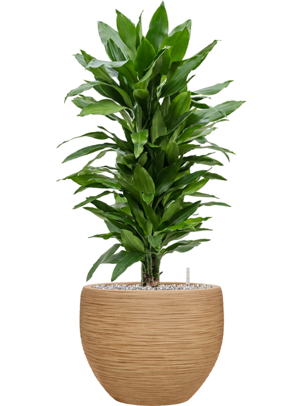 tDracaena fragrans 'Janet Lind' en Baq Dune