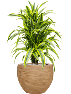 Dracaena fragrans 'Lemon Lime' en Baq Dune