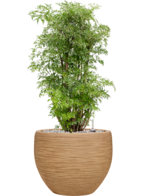 Aralia (Polyscias) 'Ming' en Baq Dune