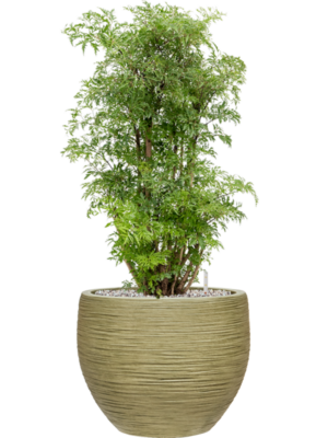 Aralia (Polyscias) 'Ming' en Baq Dune