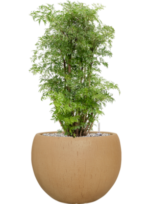 Aralia (Polyscias) 'Ming' en Baq Raindrop