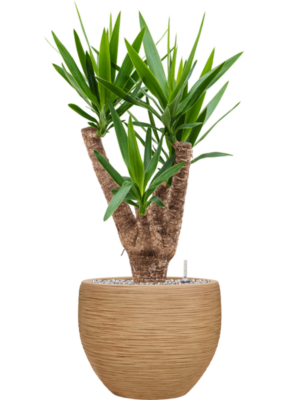 Yucca elephantipes en Baq Dune