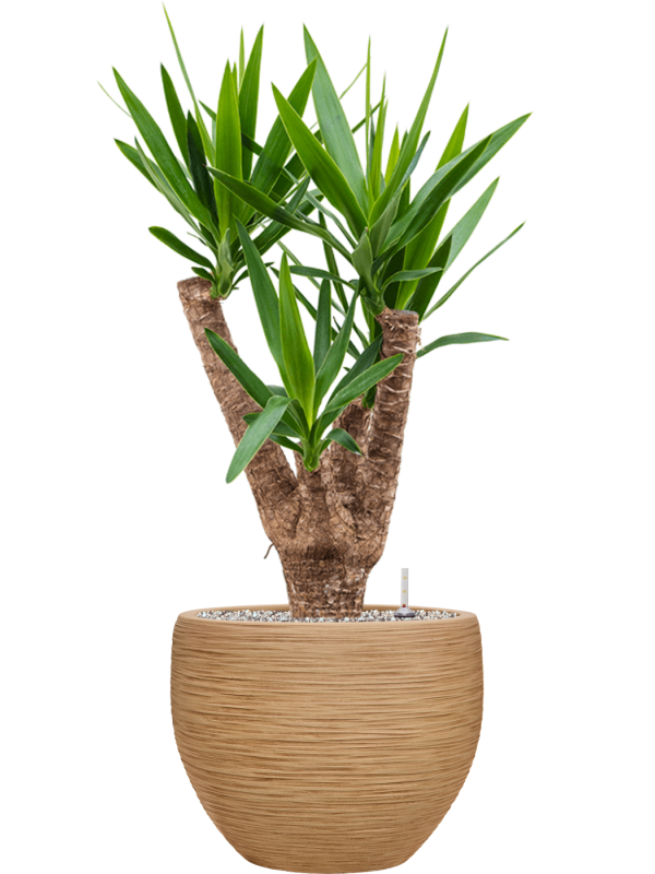 Yucca elephantipes en Baq Dune