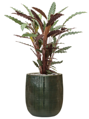 Calathea rufibarba 'Wavestar' en Plain Striped