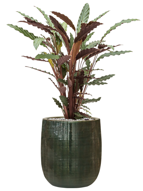 Calathea rufibarba 'Wavestar' en Plain Striped, Private label
