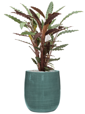 Calathea rufibarba 'Wavestar' en Plain Striped