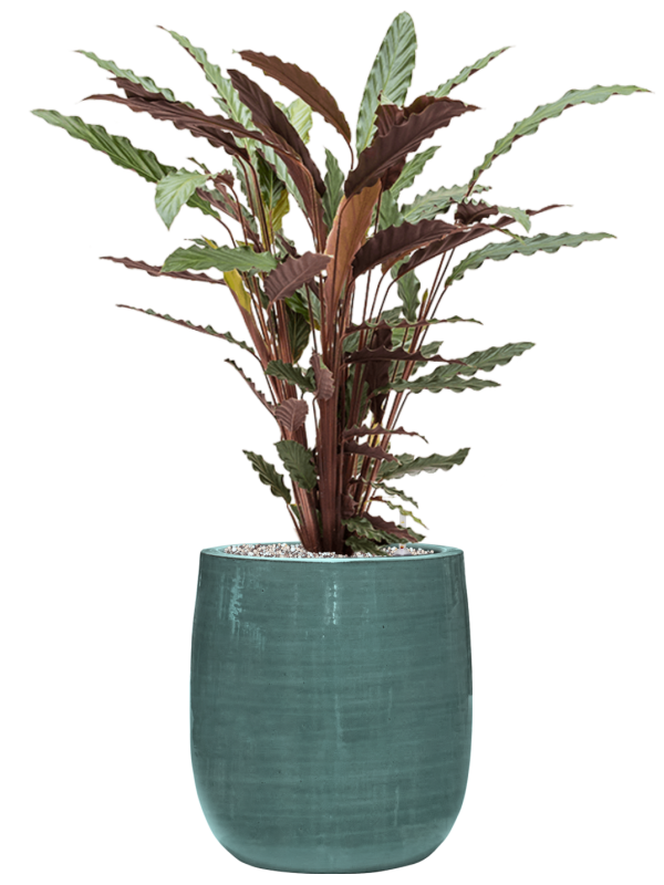 Calathea rufibarba 'Wavestar' en Plain Striped, Private label