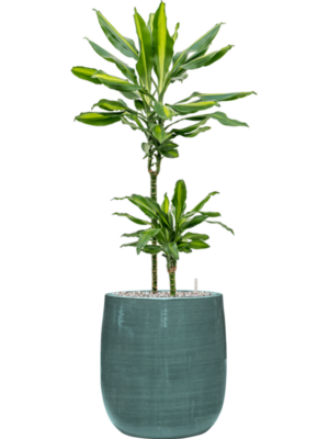 Dracaena fragrans 'Cintho'' en Plain Striped