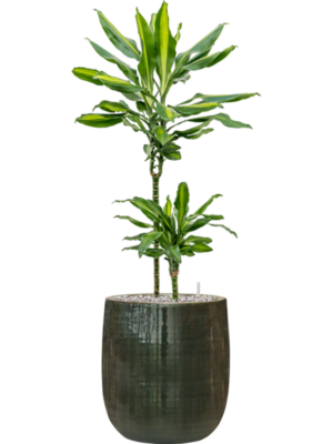 Dracaena fragrans 'Cintho'' en Plain Striped
