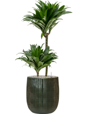 Dracaena fragrans 'Compacta' en Plain Striped