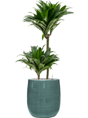 Dracaena fragrans 'Compacta' en Plain Striped