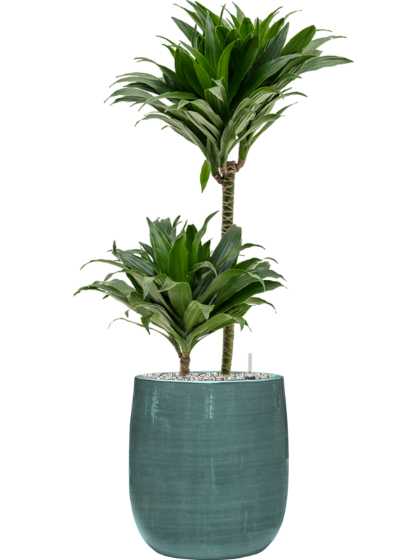 Dracaena fragrans 'Compacta' en Plain Striped, Private label