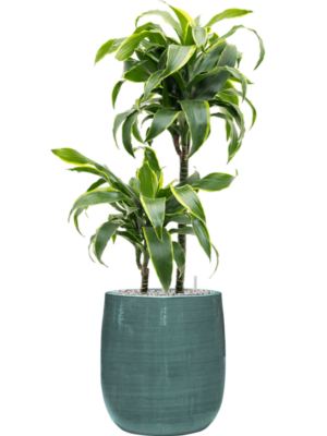 Dracaena fragrans 'Dorado' en Plain Striped
