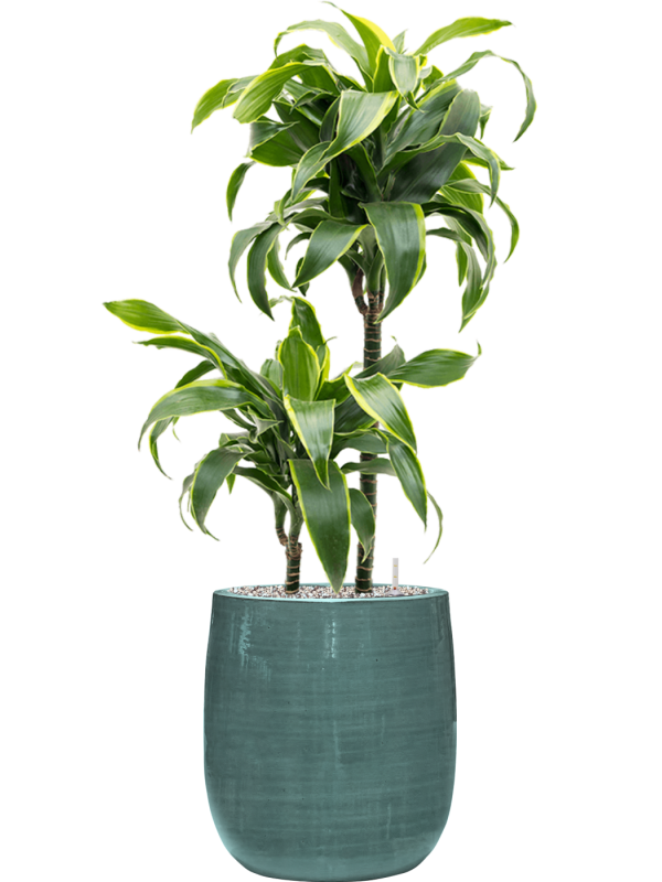 Dracaena fragrans 'Dorado' en Plain Striped, Private label
