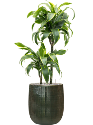 Dracaena fragrans 'Dorado' en Plain Striped