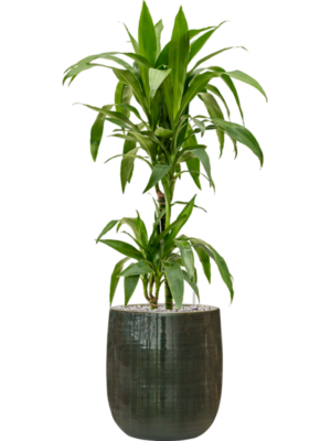 Dracaena fragrans 'Janet Craig' en Plain Striped