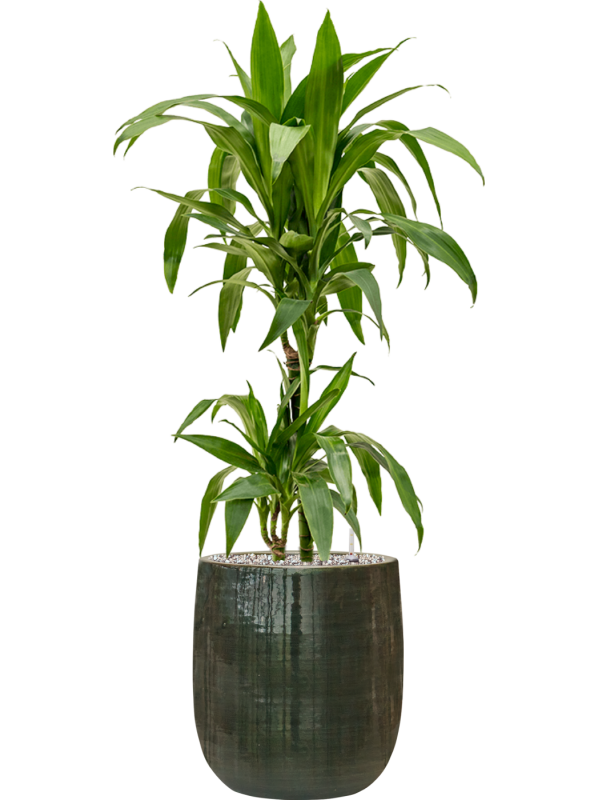 Dracaena fragrans 'Janet Craig' en Plain Striped, Private label