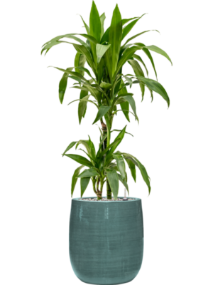 Dracaena fragrans 'Janet Craig' en Plain Striped
