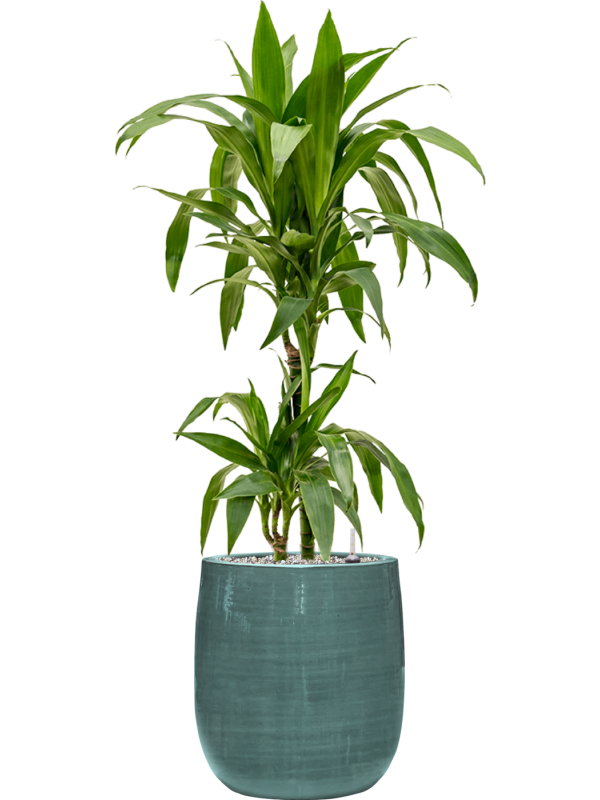 Dracaena fragrans 'Janet Craig' en Plain Striped, Private label