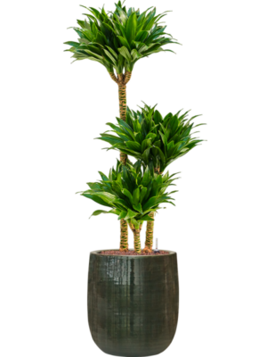 Dracaena fragrans 'Compacta' en Plain Striped