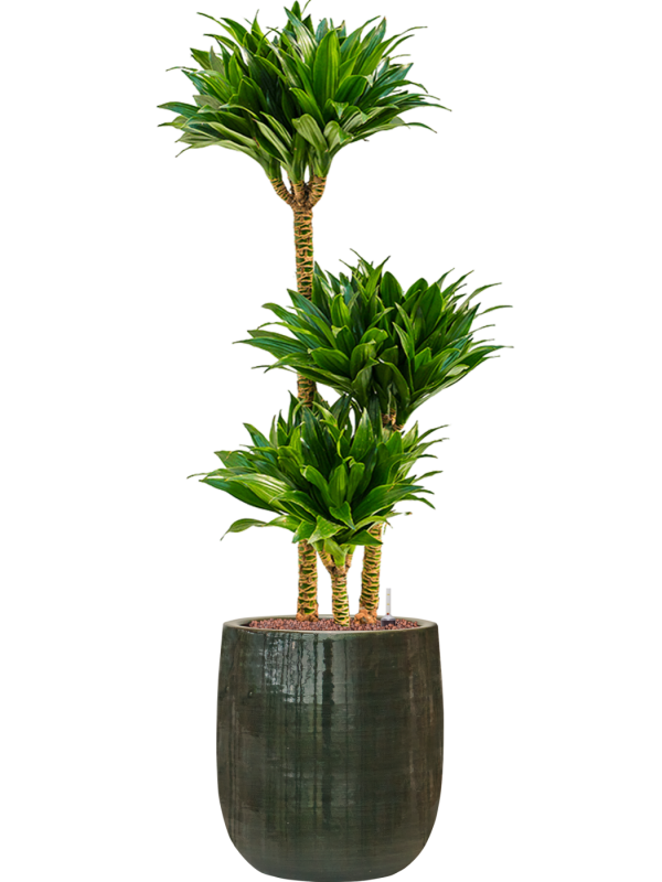 Dracaena fragrans 'Compacta' en Plain Striped, Private label