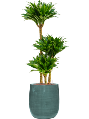 Dracaena fragrans 'Compacta' en Plain Striped