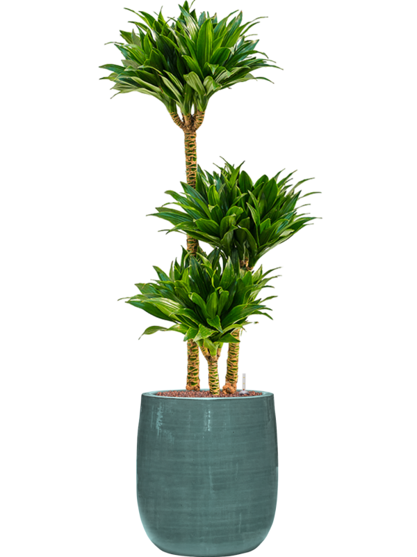 Dracaena fragrans 'Compacta' en Plain Striped, Private label