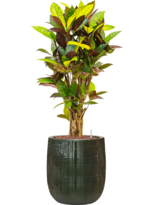 Croton (Codiaeum) variegatum 'Mrs. Iceton' en Plain Striped