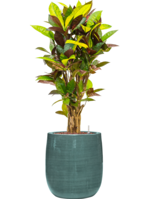 Croton (Codiaeum) variegatum 'Mrs. Iceton' en Plain Striped