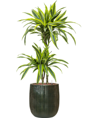 Dracaena fragrans 'Lemon Lime' en Plain Striped