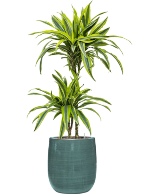 Dracaena fragrans 'Lemon Lime' en Plain Striped