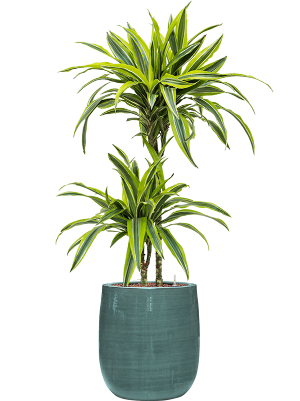 Dracaena fragrans 'Lemon Lime' en Plain Striped, Private label