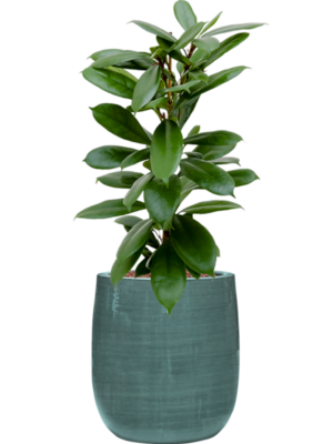 Ficus cyathistipula en Plain Striped