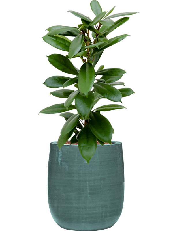 Ficus cyathistipula en Plain Striped, Private label