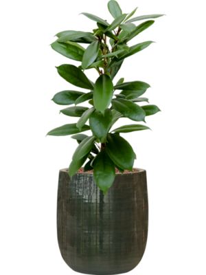 Ficus cyathistipula en Plain Striped