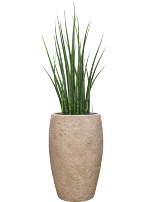 Sansevieria cylindrica 'Fernwood Mikado' en Coast Mountains