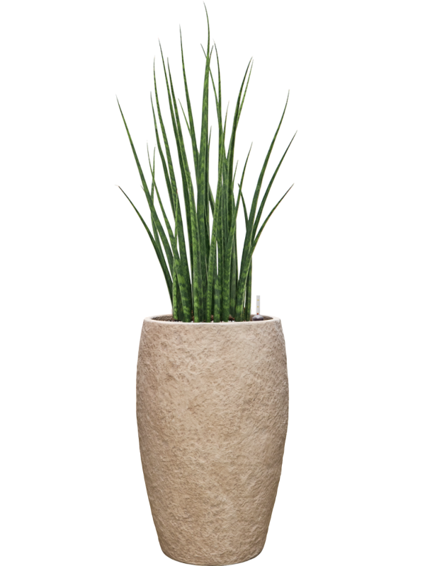 Sansevieria cylindrica 'Fernwood Mikado' en Coast Mountains, Private label