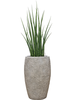 Sansevieria cylindrica 'Fernwood Mikado' en Coast Mountains