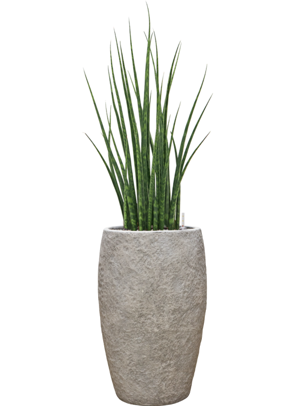 Sansevieria cylindrica 'Fernwood Mikado' en Coast Mountains, Private label