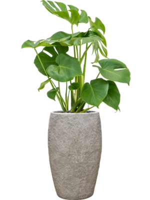 Monstera deliciosa en Coast Mountains