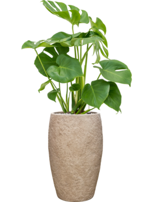 Monstera deliciosa en Coast Mountains