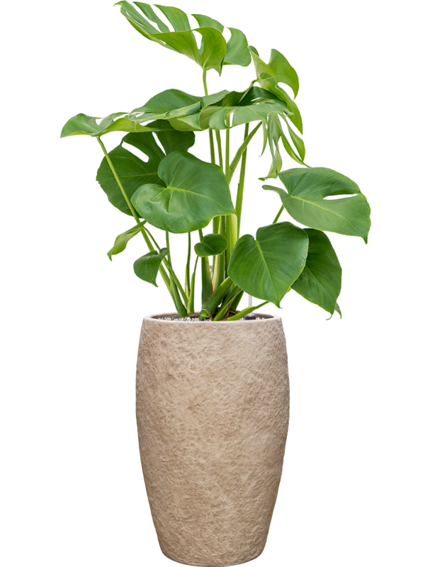 Monstera deliciosa en Coast Mountains, Private label