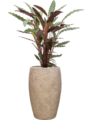 Calathea rufibarba 'Wavestar' en Coast Mountains