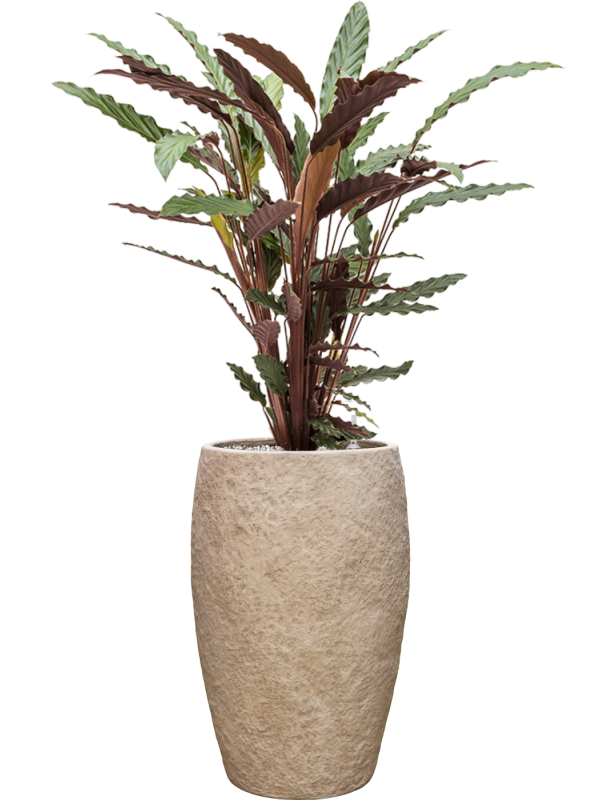 Calathea rufibarba 'Wavestar' en Coast Mountains, Private label