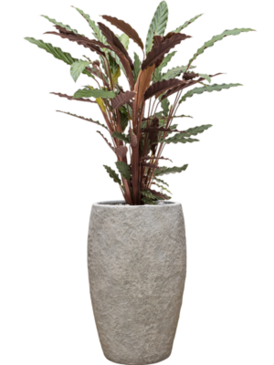 Calathea rufibarba 'Wavestar' en Coast Mountains