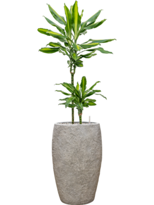 Dracaena fragrans 'Cintho'' en Coast Mountains