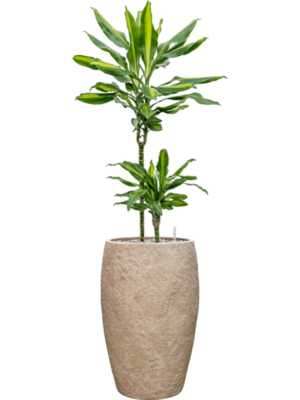 Dracaena fragrans 'Cintho'' en Coast Mountains
