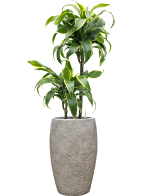 Dracaena fragrans 'Dorado' en Coast Mountains
