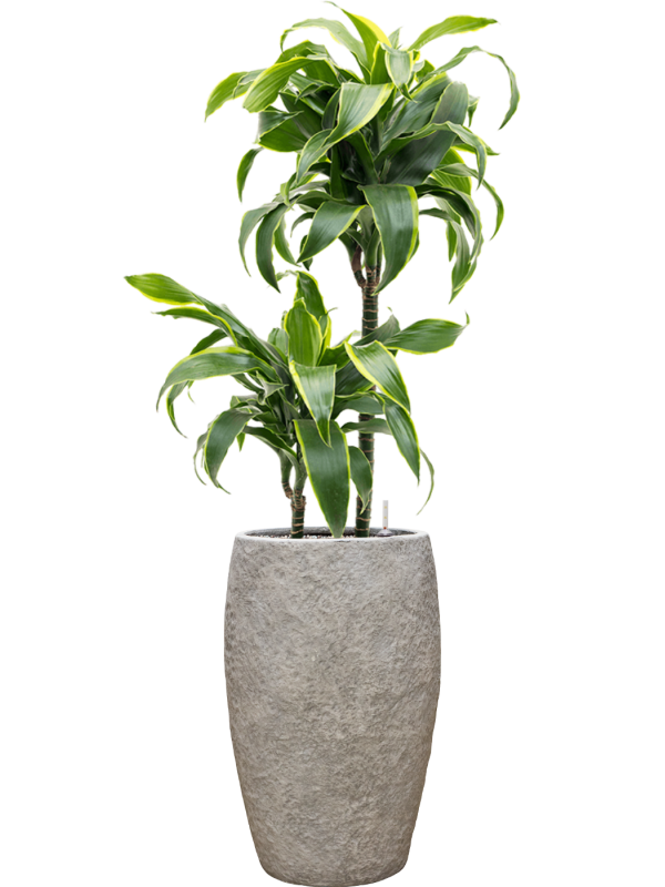 Dracaena fragrans 'Dorado' en Coast Mountains, Private label